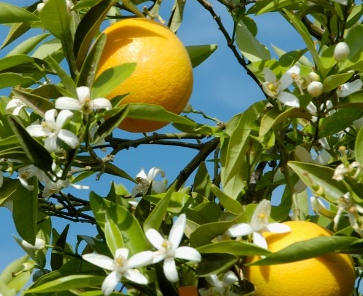 DGAV divulga informação sobre o Citrus Greening e insectos transmissores
